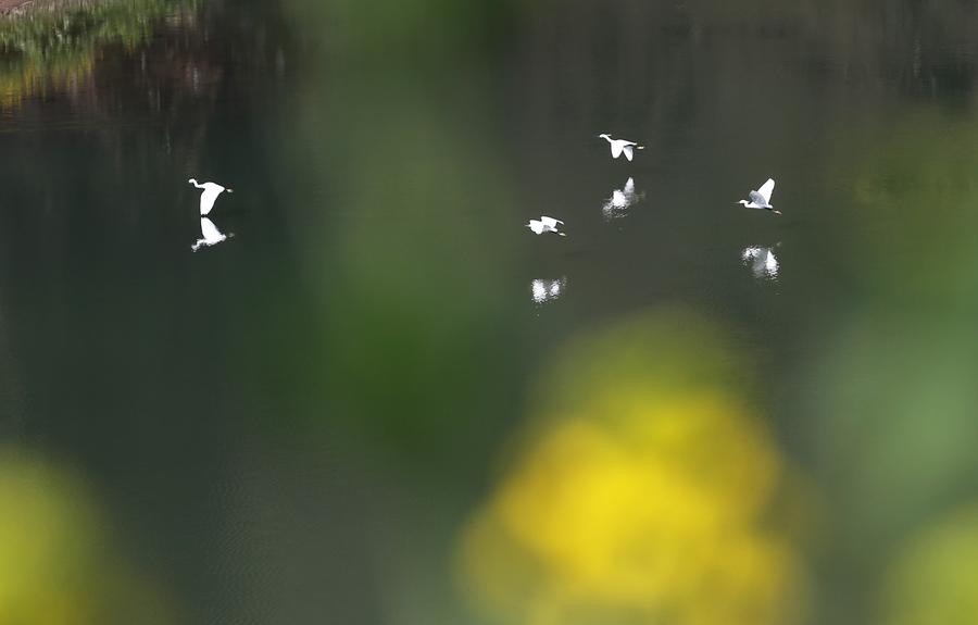 Fresh spring scenery around China