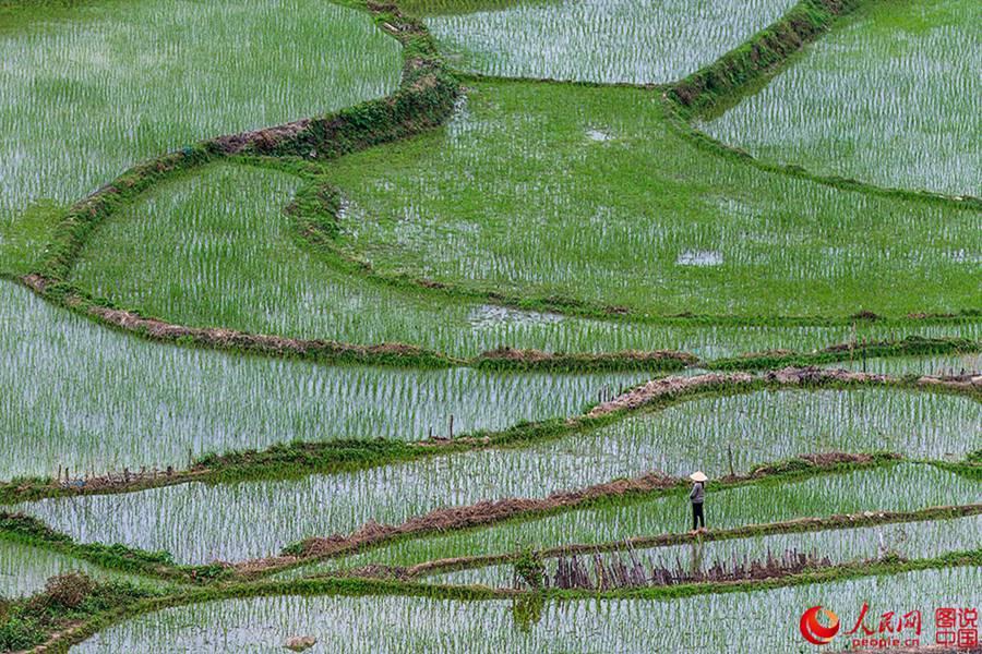 Beautiful Kapok flowers bloom in Hainan