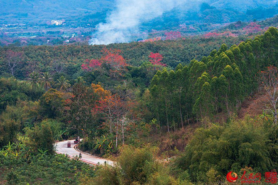 Beautiful Kapok flowers bloom in Hainan