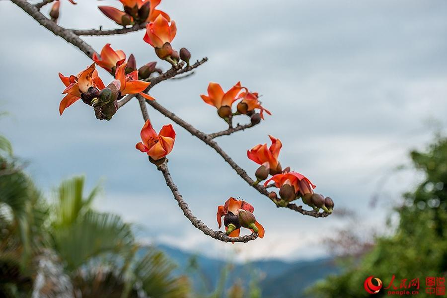 Beautiful Kapok flowers bloom in Hainan