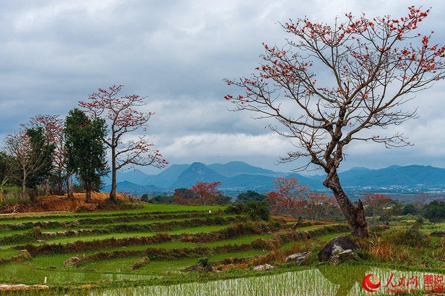 Beautiful Kapok flowers bloom in Hainan