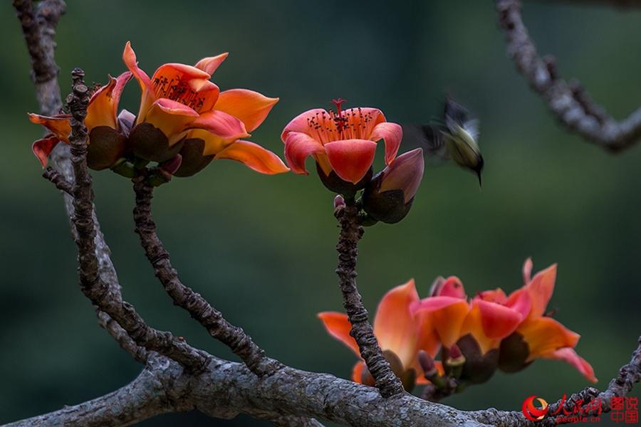 Beautiful Kapok flowers bloom in Hainan