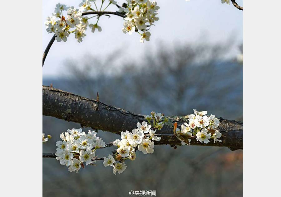 Pear blossoms add color to idyllic village