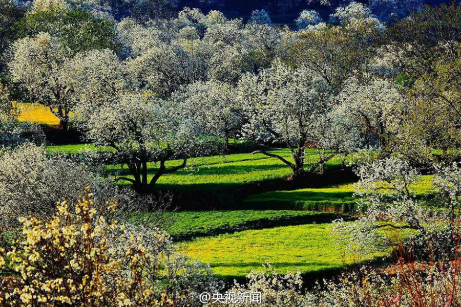 Pear blossoms add color to idyllic village