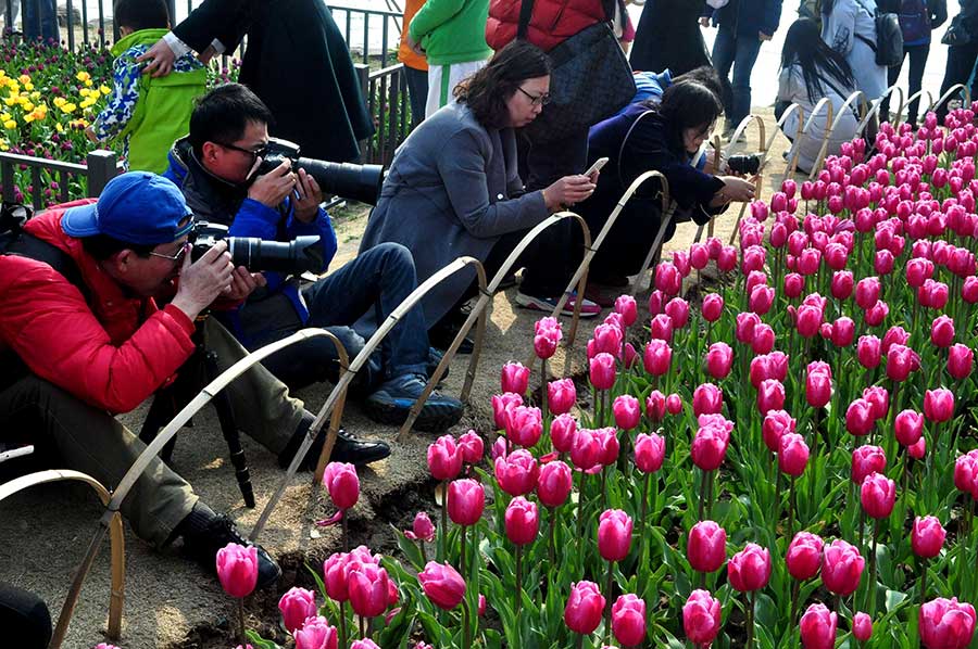 Shanghai tulip expo kicks off