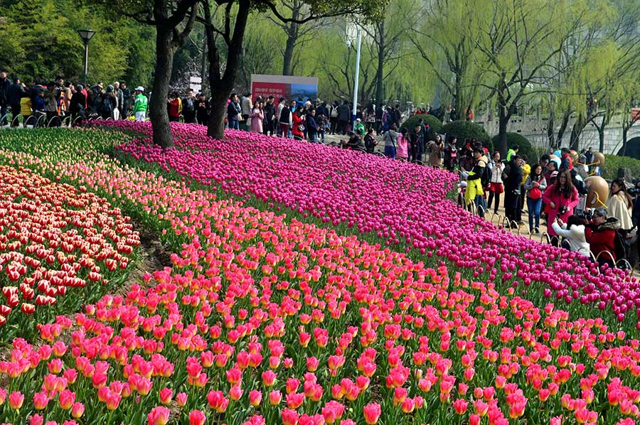 Shanghai tulip expo kicks off