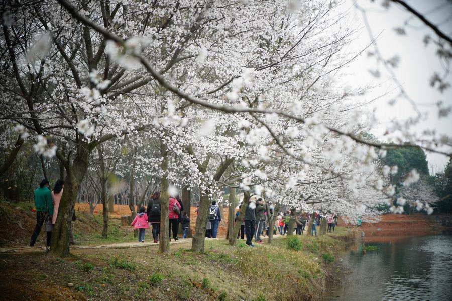 Cherry flowers in full bloom as spring comes