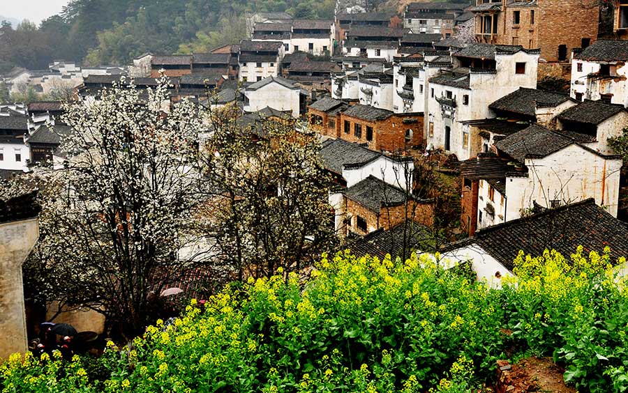 Flowery spring comes to Wuyuan, Jiangxi province