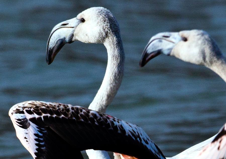 Flamingos rest along the Yellow River in Qinghai