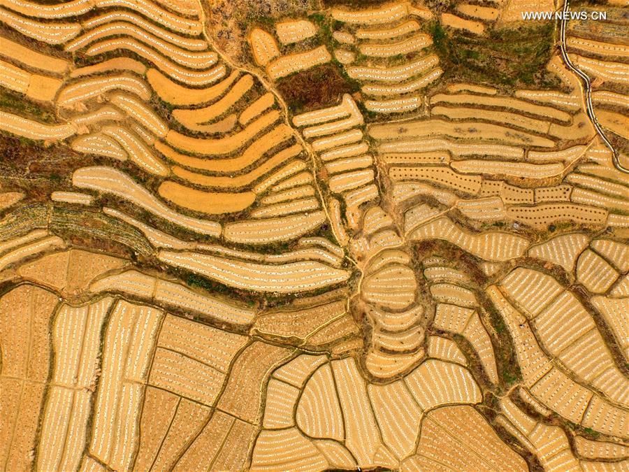 Aerial view of watermelon terraces in S China's Baise