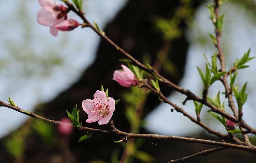 Blossoming peach flowers near West Lake mark the arrival of Spring