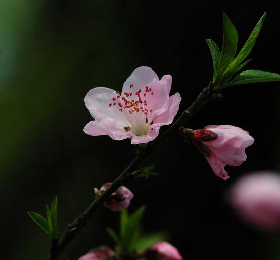 Blossoming peach flowers near West Lake mark the arrival of Spring