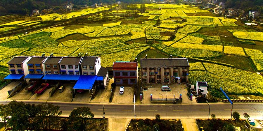 Aerial view of cole flower fields presents unique pastoral charm