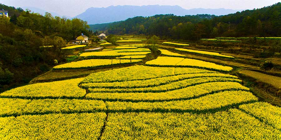 Aerial view of cole flower fields presents unique pastoral charm