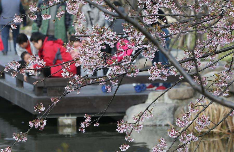 Cherry blossom seen at parks in Shanghai