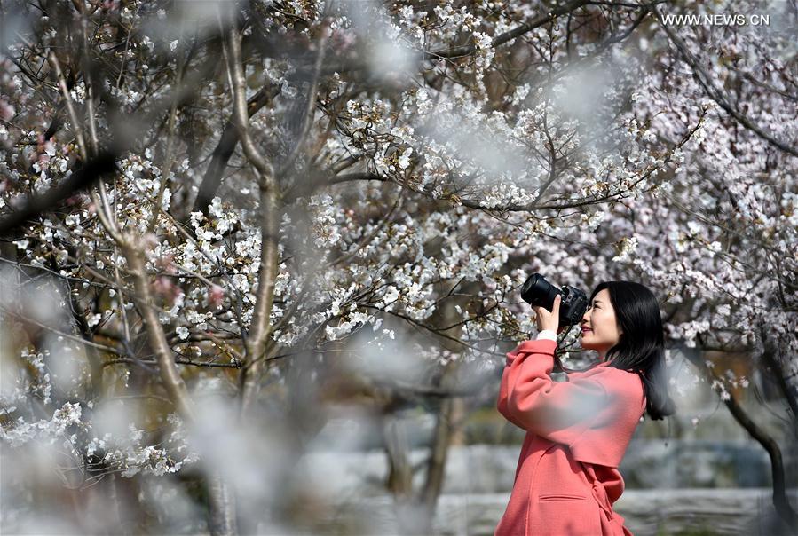 Scenery of cherry blossoms in China's Nanjing