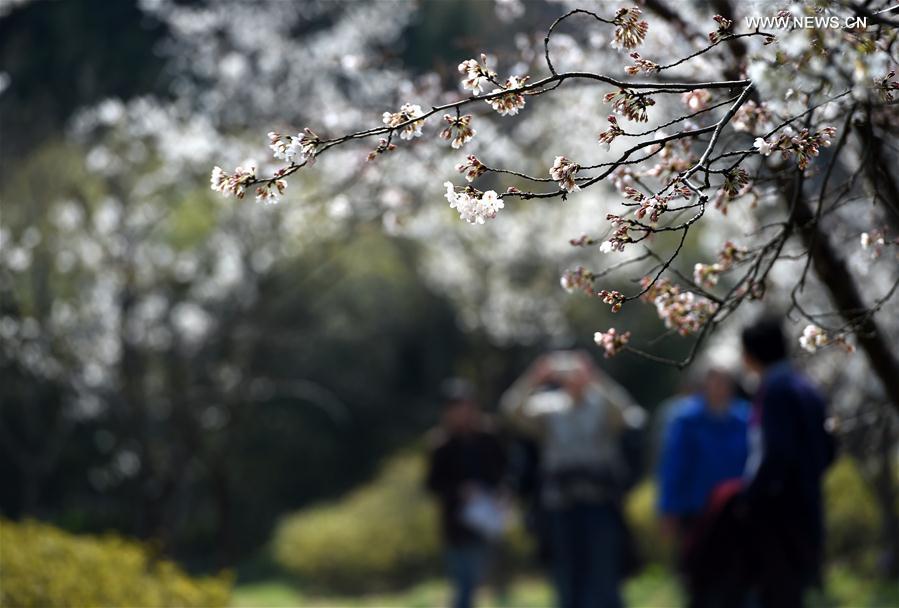 Scenery of cherry blossoms in China's Nanjing