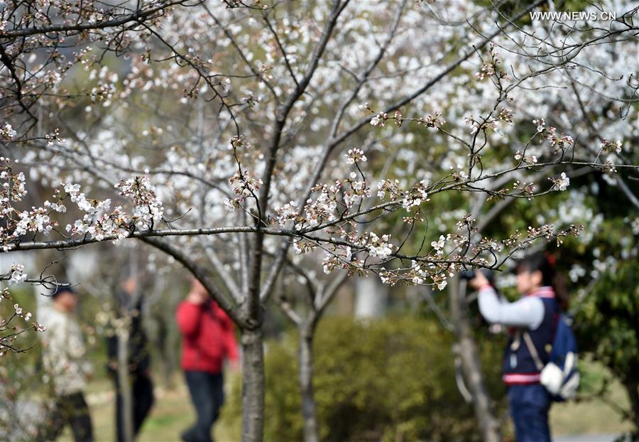 Scenery of cherry blossoms in China's Nanjing
