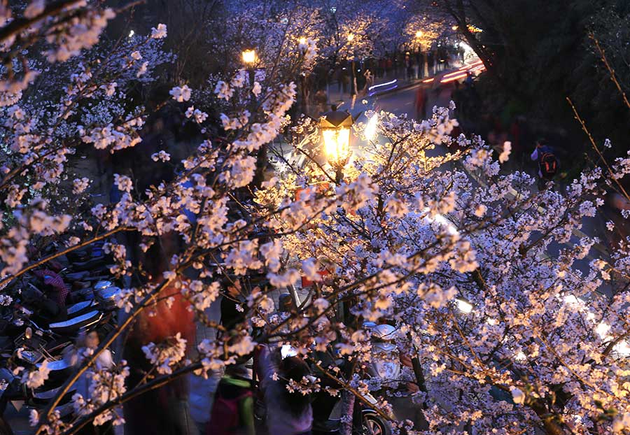 Cherry blossoms bathed in night light in Nanjing