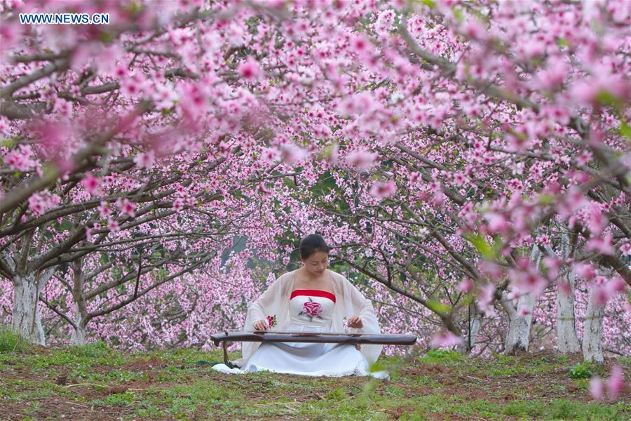 Peach Blossom Field Attracts Visitors In Sichuan Province 2 Peach Blossom Field Attracts Visitors In Sichuan Province 2