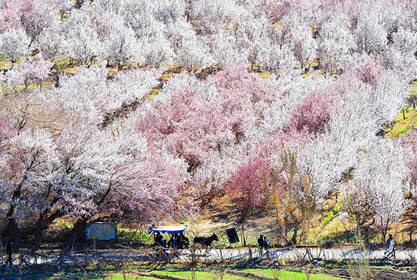 'Flower tours' blossom across China