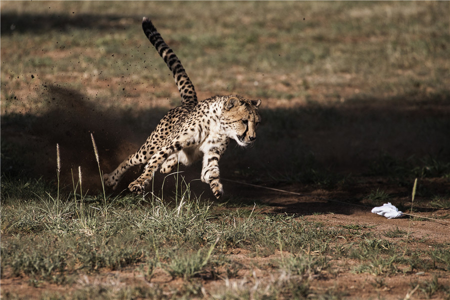 Push to save endangered cheetahs