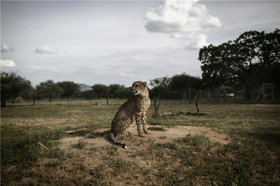 Push to save endangered cheetahs