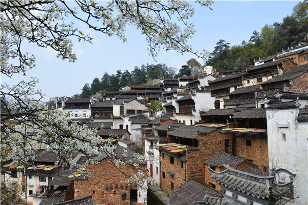 Spring flower power draws visitors to Wuyuan