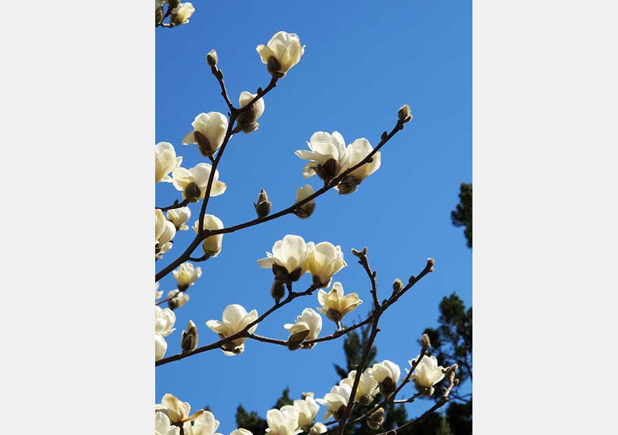 Spring light brightens the Temple of Heaven