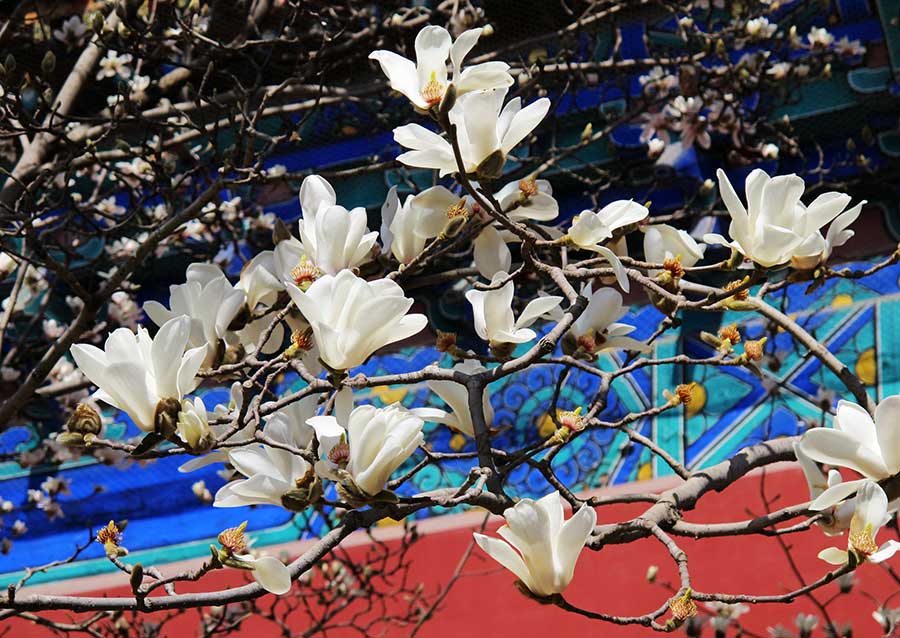 Spring light brightens the Temple of Heaven