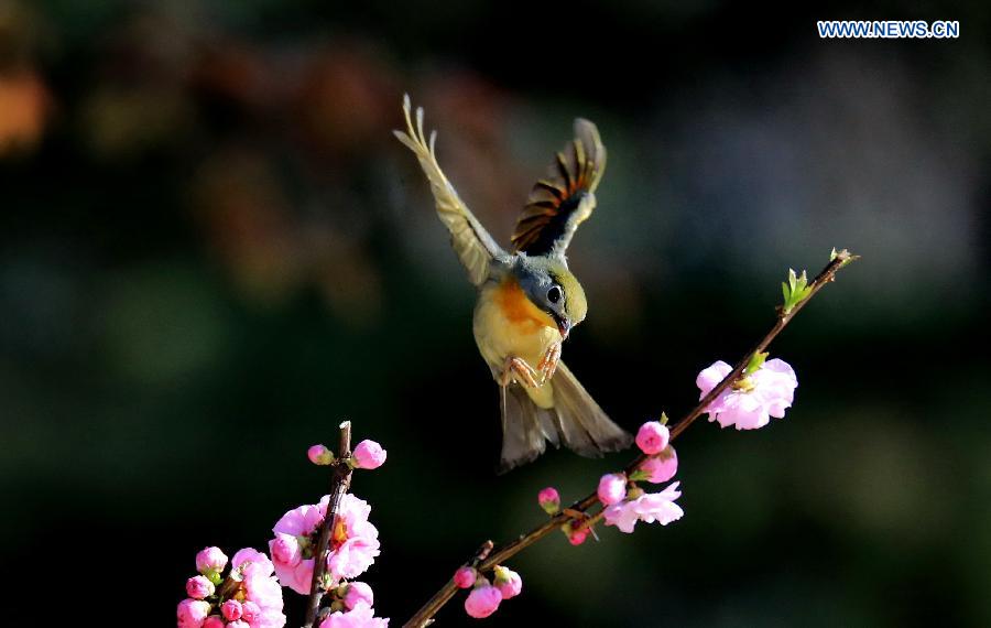 In pics: Spring sceneries across China