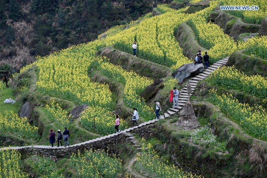 Scenery of cole blossoms in terraced fields, E China