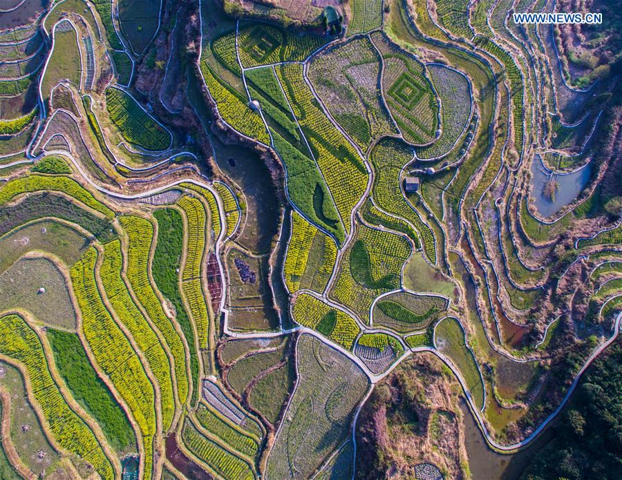 Scenery of cole blossoms in terraced fields, E China