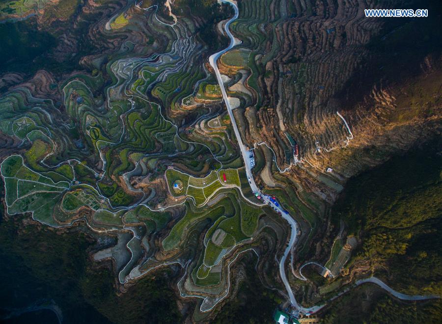 Scenery of cole blossoms in terraced fields, E China