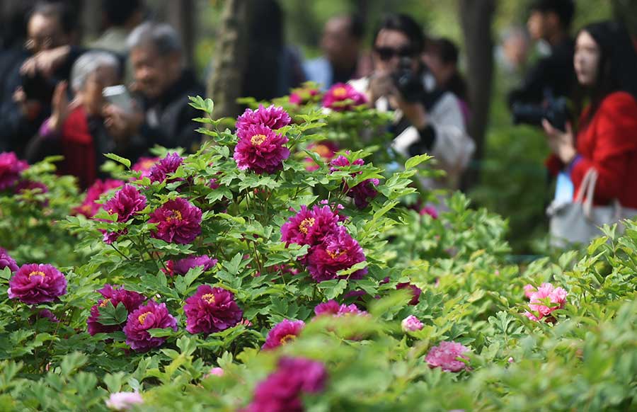 Peony Cultural Festival opens in Central China