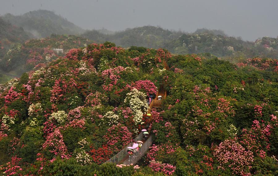 Burst with joy: Azaleas blossom in Guizhou