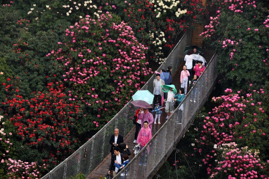 Burst with joy: Azaleas blossom in Guizhou