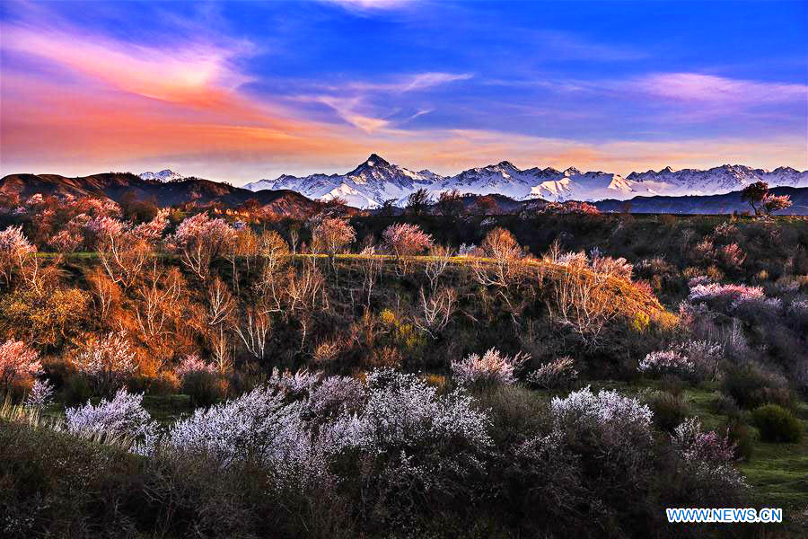 Almond flowers bloom in Xinjiang