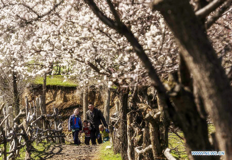 Almond flowers bloom in Xinjiang
