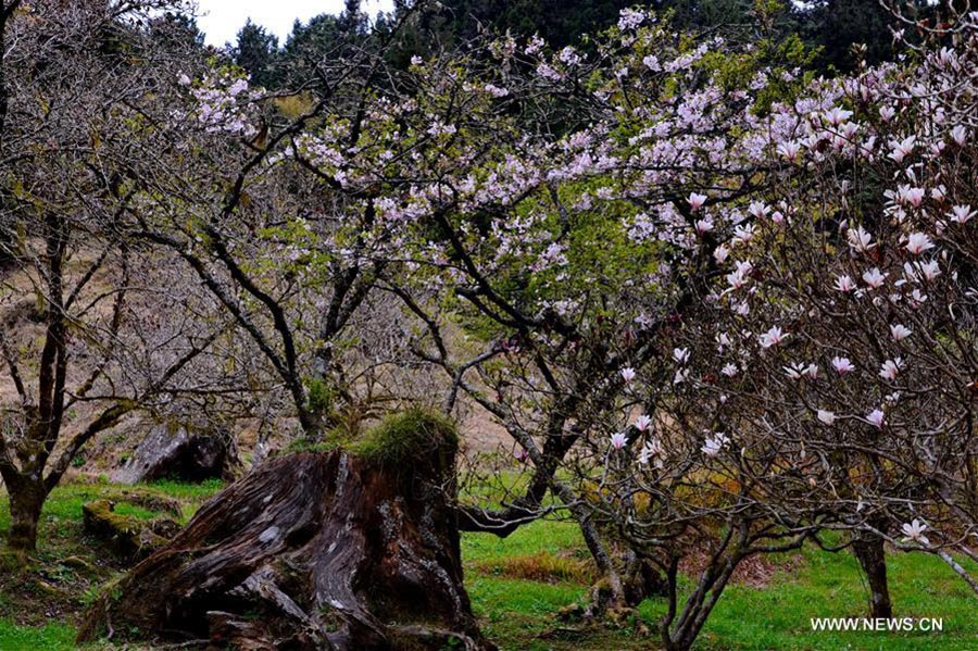 Spring scenery of Ali Mountain in Taiwan