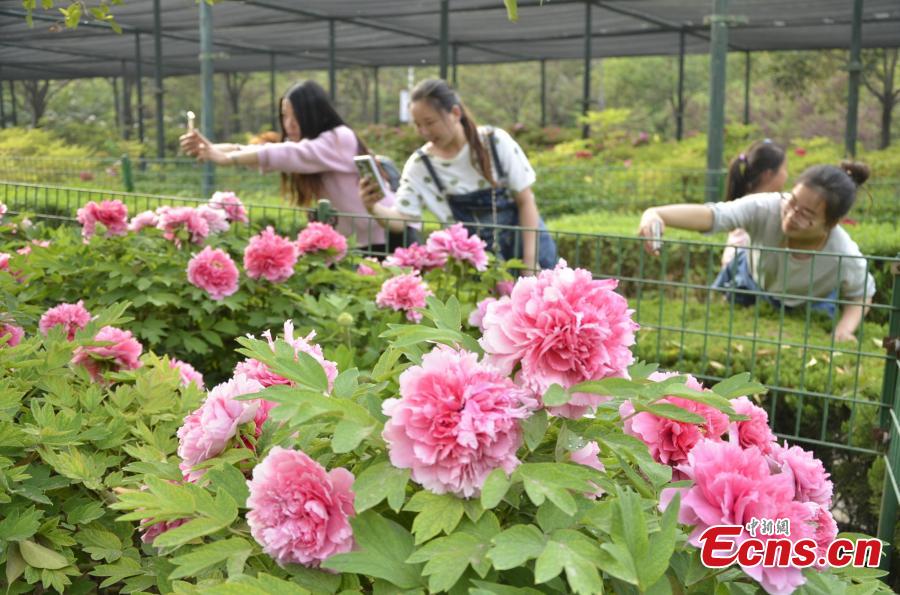 Luoyang's 34th Peony Flower Festival attracts tourists