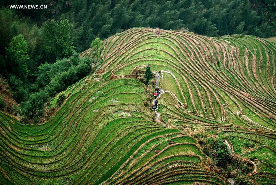 China perfects art of building terraced fields