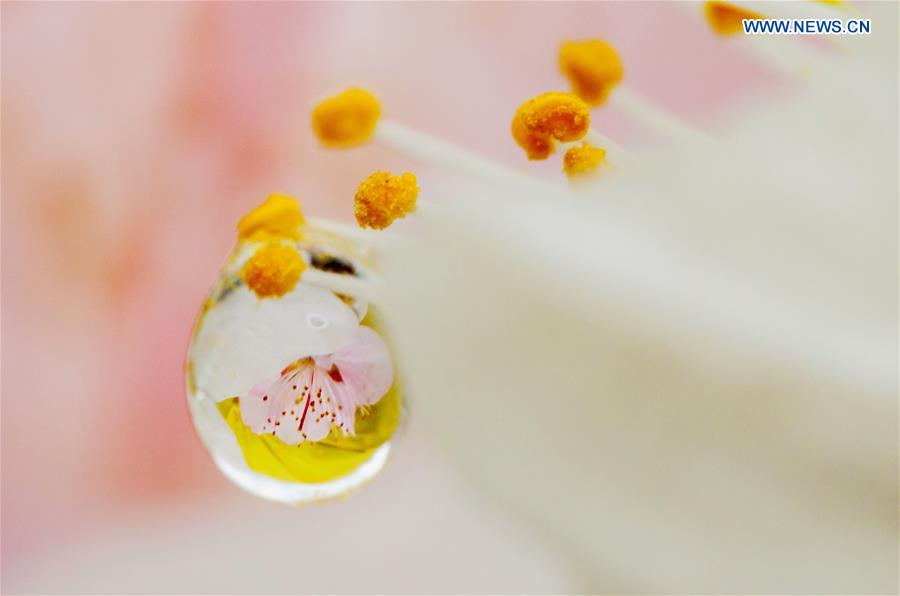 In pics: raindrops on peach blossom in N China
