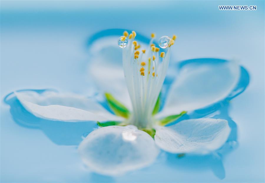 In pics: raindrops on peach blossom in N China