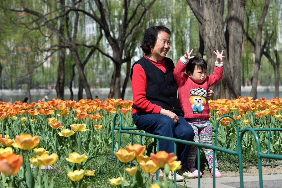 Tulip flowers bloom at Yingze Park in Taiyuan