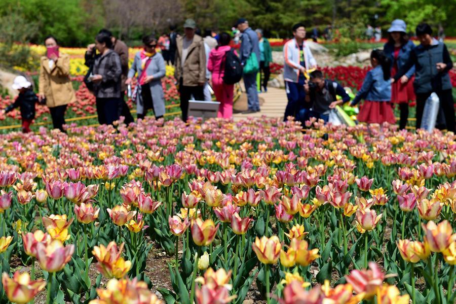 Flowers blossom in Jinan