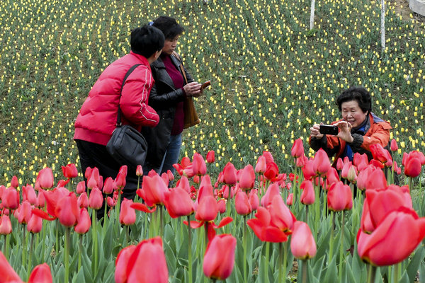 Guizhou's petal power gears up in spring