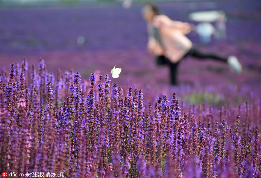 Lavender blossom invites tourists to Henan