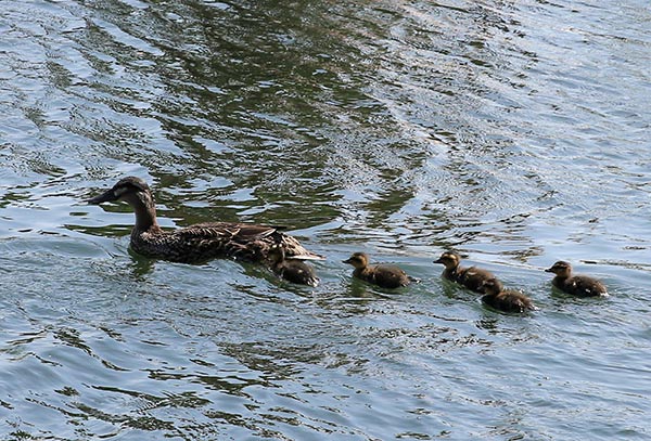 Shichahai Lake's wild duck population rising