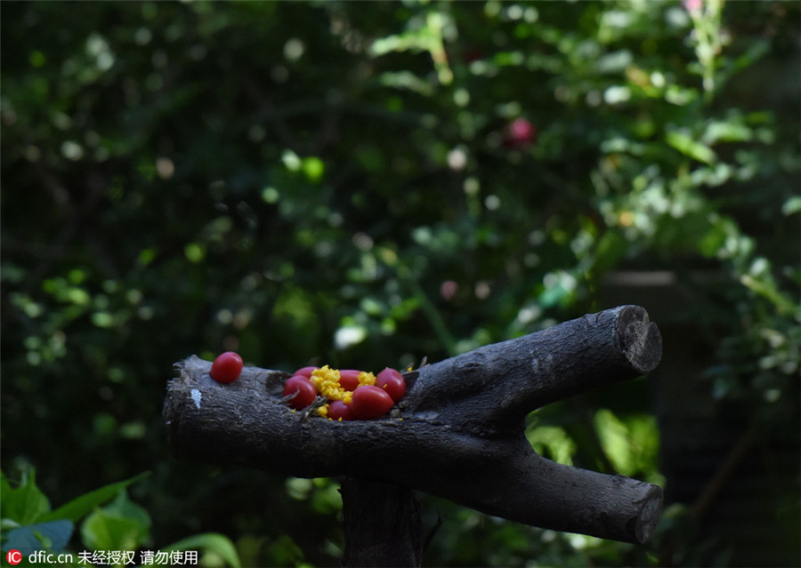 Shutterbug turns home into bird photo studio